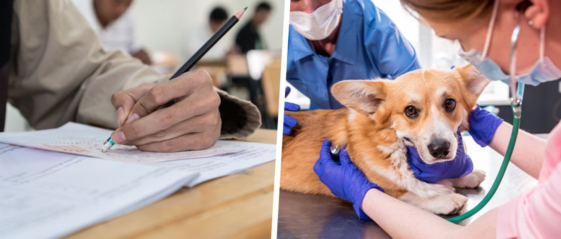 Your guide to Veterinary GRE score