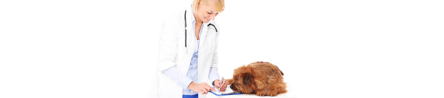 Veterinary writing notes while checking a dog